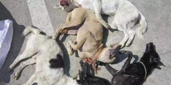 別人的寵物犬被送上餐桌 失蹤寵物狗牽出毒食品大案
