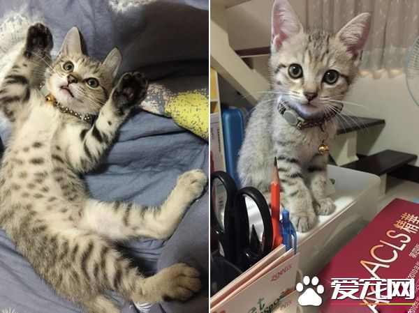 貓咪輕功紙箱上飄 貓奴：想嚇死娘親我嗎