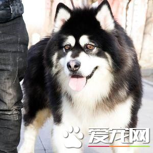 怎么看待寵物死后？