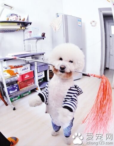 貪吃比熊“樂樂”才藝多 給好吃的就秀一個