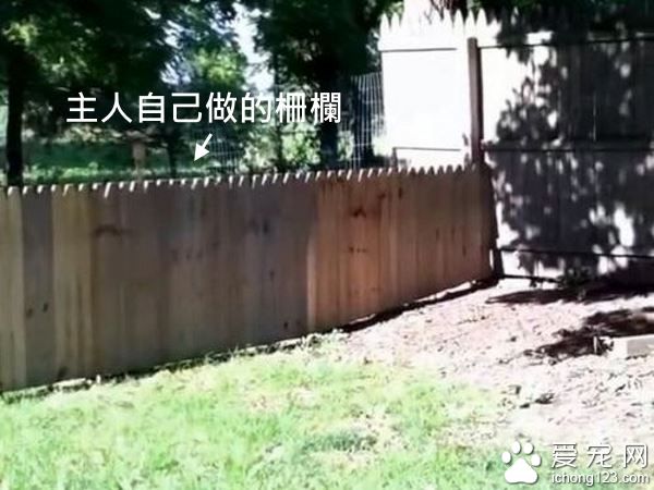 主人秀打造好的柵欄結果被狗狗秒打臉！