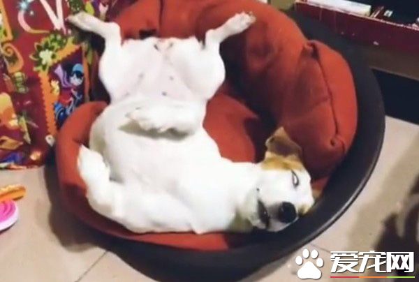 天生諧星汪汪 超可愛行為笑翻網友