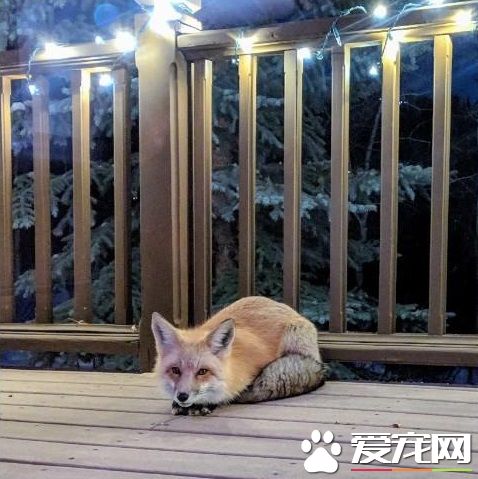 圣誕狐貍造型燈飾 吸引正牌狐貍一見鐘情