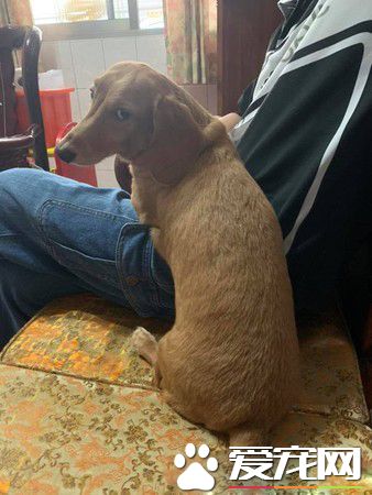 臘腸犬曾被關在陽臺 如今變爸媽親生的