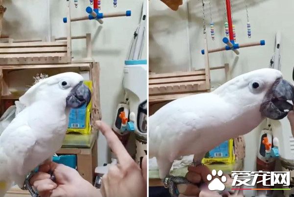 屁孩鸚鵡偷咬媽媽大腿肉 惹媽媽生氣趕緊親親謝罪