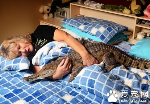 一名女子把鱷魚當寵物飼養 與它同床共眠