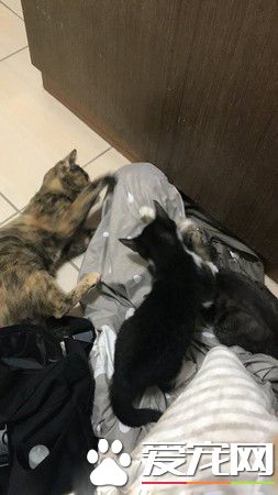 奴才還不快護駕! 鉆棉被自嗨被3貓蓋布袋群毆