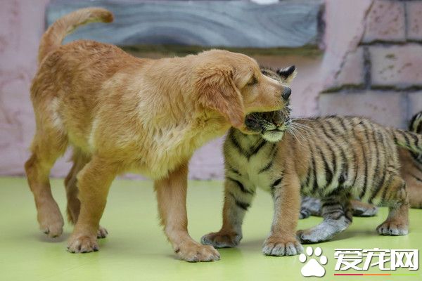超級萌煩！不同物種動物被黃金獵犬媽媽帶大