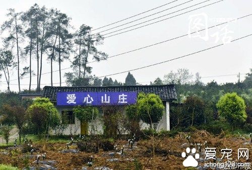 探訪<a href=/xinwen/chengdu/ target=_blank class=infotextkey>成都</a>寵物公墓 最貴喊價1.2萬