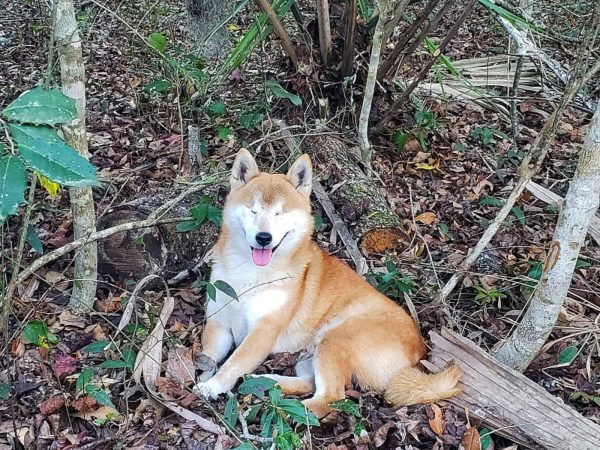 愛犬失去視力變膽小 為重拾自信男子帶它再次踏上旅程