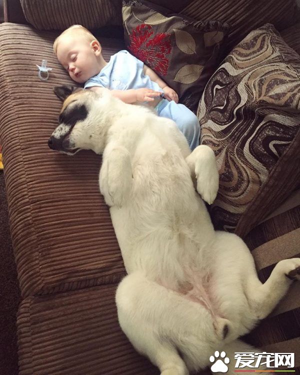 孕婦執意留下愛犬 汪救回她和寶寶一命