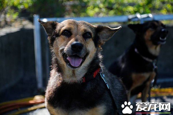 被鄰居嗆：養狗干嘛？ 至少狗狗永遠不會背叛你
