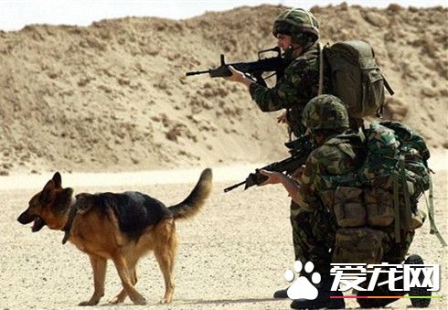 軍犬出生入死卻很難善終 英國231只軍犬被安樂死