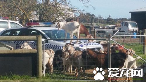 12只山羊包圍警車 帶頭的跳警車引擎蓋