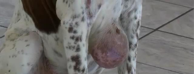 狗狗失蹤10年受盡磨難 被發現時拖著巨大腫瘤