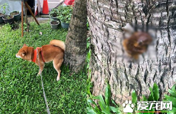 發糞涂樹 柴柴的特殊上廁所方式給樹留下黃金記號