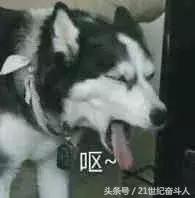 狗是否知道自己是狗？