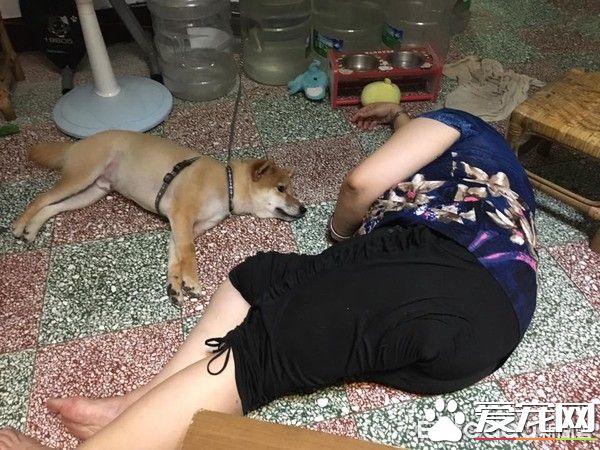 超可愛狗狗 被阿嬤溺寵舍身陪睡地板