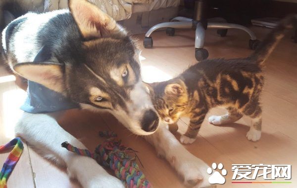狗狗的分離焦慮癥 被治愈力超強的喵星人治好