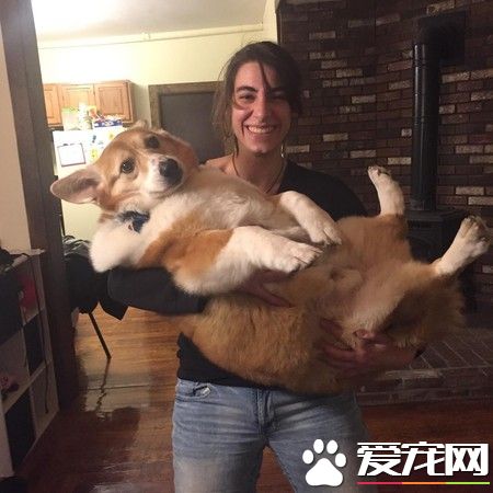一只走紅寵物界明星柯基 巨無霸身材依然萌度破表