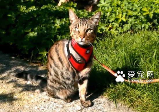 九命神貓： 兩度中槍大難不死