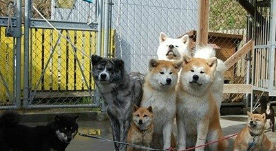 日本網友養八只秋田犬霸氣出巡 驚呆網友