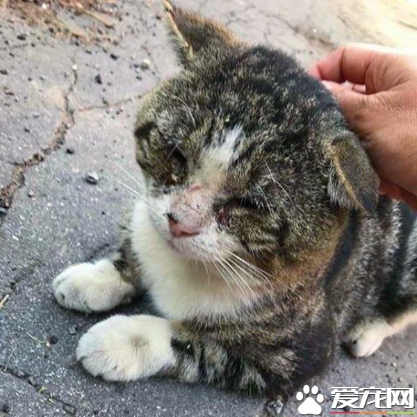 加拿大街貓帕杜被誘捕 成愛撒嬌的傻大個家貓