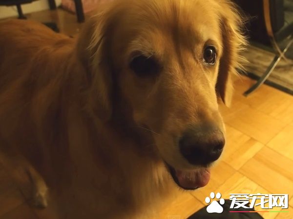 超現實黃金獵犬 主人回家熱情迎接后要拿禮物