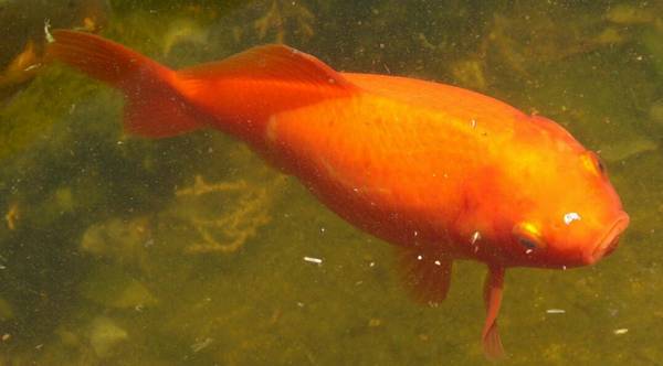 養金魚不死的小竅門