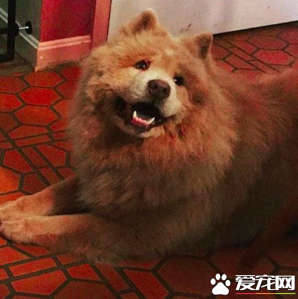 青梅竹馬的他們決定領養老狗狗 舉辦超溫馨的婚禮
