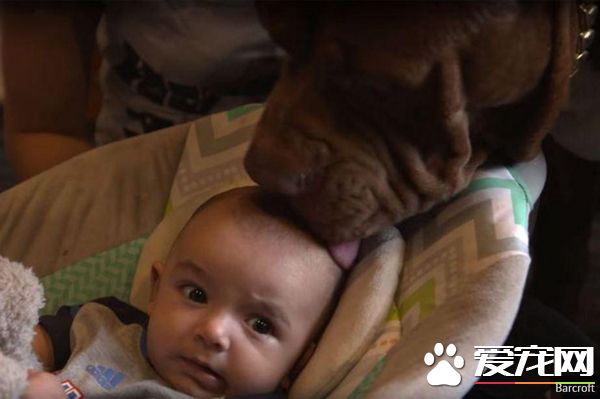 全球最大斗牛犬當“保姆” 長相兇殘卻很溫柔