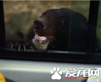 動物園黑熊討過路費 游客大膽開窗給蘋果
