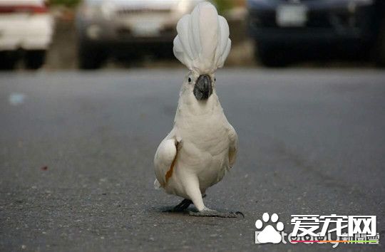 小霸王鸚鵡醫院檢查秒變樣 超級乖還會撒嬌