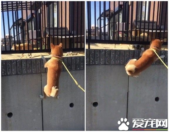 柴犬熱情攀墻拜年 狗友被嚇到沖過來怒吼