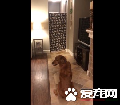 狗狗以為又玩無聊游戲了 竟然出現意外的驚喜