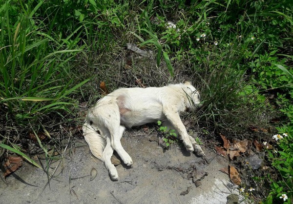 狗媽媽剛生完小狗崽就被毒死 吐血脫肛 遺留未開眼6只幼犬