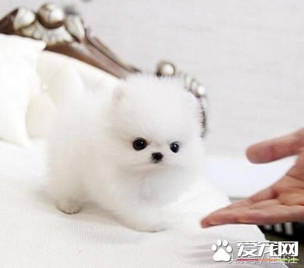 寵物狗之——細小危害！