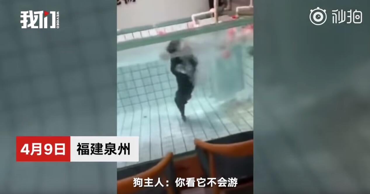 心痛！法斗學游泳溺亡 主人在一邊卻不施以援手