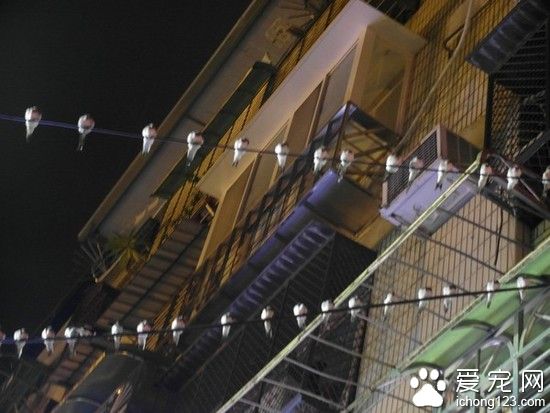 壓力山大的電線桿：69只小鳥棲息