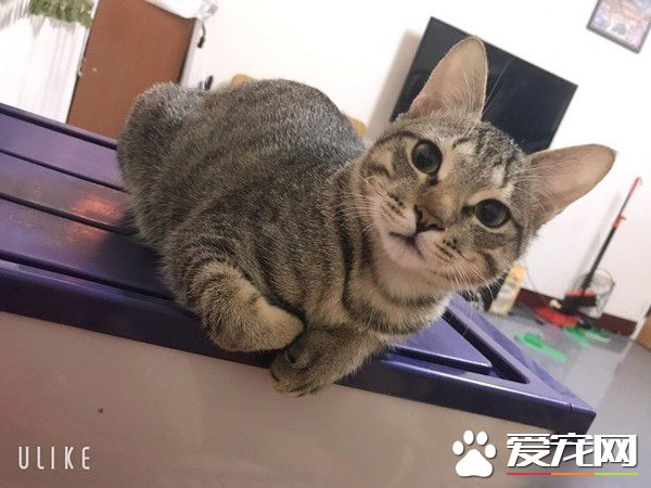 奴才到底在干嘛呀 貓主子超認真研究筆