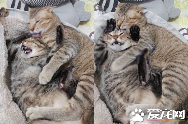 以前的三條街的街貓老大 現在被弟弟霸凌熱情舔毛