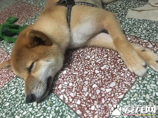 超可愛狗狗 被阿嬤溺寵舍身陪睡地板