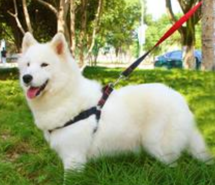男子謊稱被寵物狗咬傷要求狗主人賠償