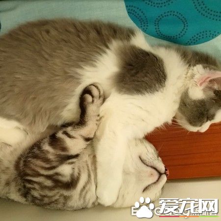 超級奶爸短毛貓 父代母職舉腳耐心讓女兒喝奶