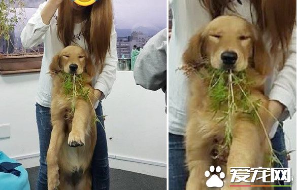 採花賊！調皮阿金采花被馬麻抓包模樣超可愛