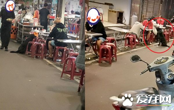 黑狗沿桌討飯超專業 吃完一輪再重頭來過