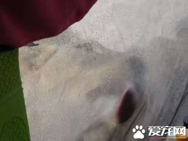 公園露營發生超驚奇體驗 獅子舔帳篷上水珠解渴