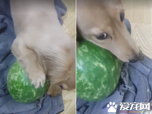 汪趁家人忙著準備晚餐時 偷叼阿嬤的匏瓜狂嗑