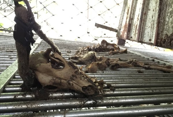 17只狗狗死亡成白骨 寵物店老板卻說是沒時間處理遺體
