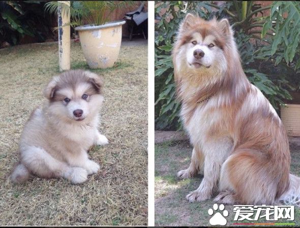 阿拉斯加雪橇犬短短幾個月 竟成一頭大獅子